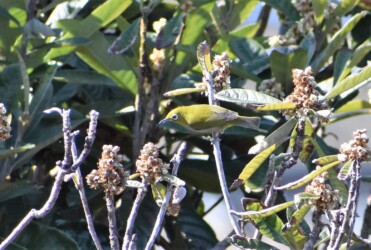色々な顔立ちのメジロ