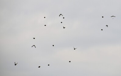 危険を感じて一斉に飛び逃げる