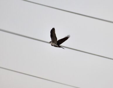飛翔中の成鳥