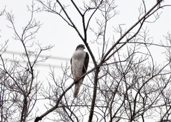 鳩胸のようなオオタカ