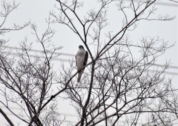 鳩胸のようなオオタカ