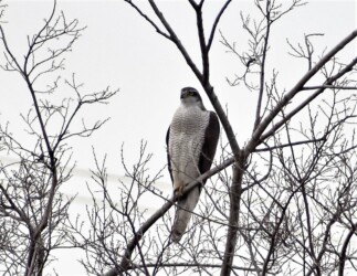 鳩胸のようなオオタカ
