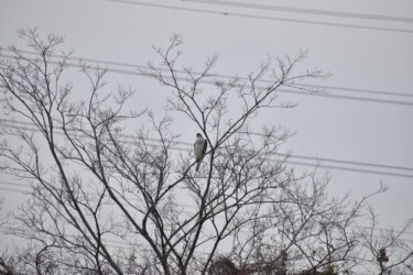 木から飛び立つ