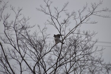 木から飛び立つ