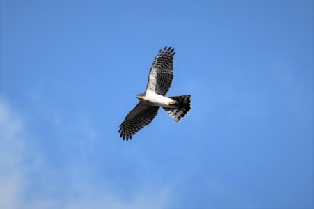 飛翔中の成鳥