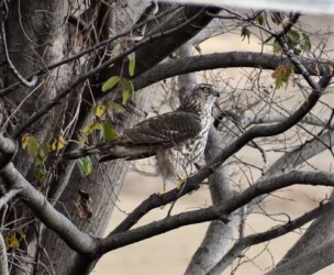 とまるオオタカの幼鳥
