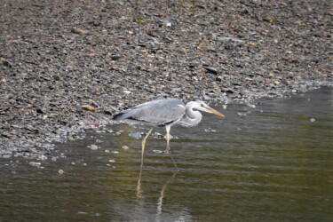 アオサギの水辺の狩り