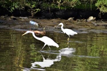 ダイサギとコサギの狩り