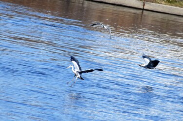 水面上の狩り ①急停止