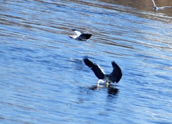 ③嘴を突っ込む