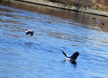 ④顔も体も水中に入る
