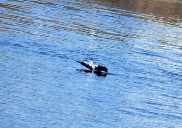 ⑤魚を咥えて飛び立つ準備