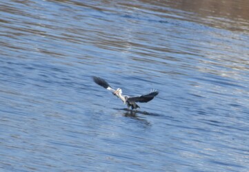 ⑥少し飛び上がる