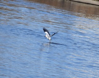 ⑦足で水を蹴って飛び立つ