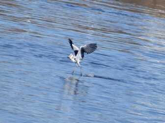 ⑧水面を離れる寸前