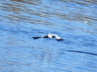 ⑨魚を咥えて水面を飛翔中