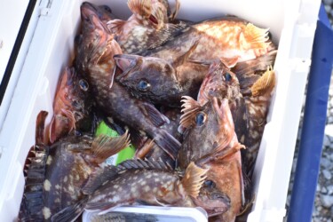 釣れた大漁のカサゴ
