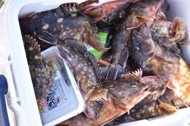 釣れた大漁のカサゴ