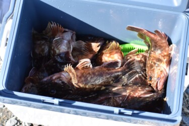 釣れた大漁のカサゴ