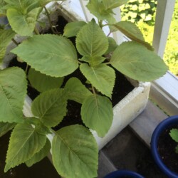 育ってきたエゴマ