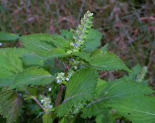 エゴマの花と実