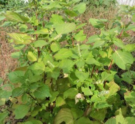 エゴマの花と実