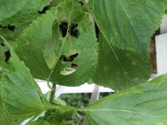イモムシに食われた葉