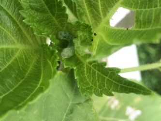 葉に取りつくイモムシ