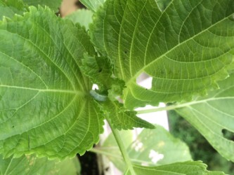 葉に取りつくイモムシ