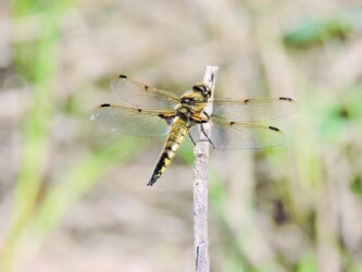 ヨツボシトンボ