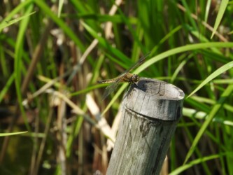 ヨツボシトンボ