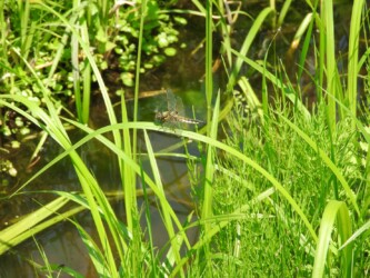 ヨツボシトンボ