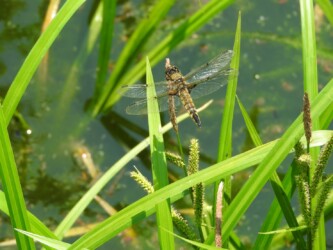 ヨツボシトンボ