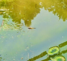 飛翔中のヨツボシトンボ