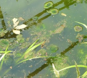 飛翔中のヨツボシトンボ