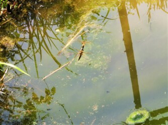 連結態で飛翔中