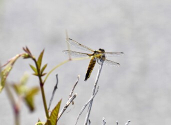 永和で撮ったヨツボシトンボ