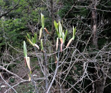 芽吹きのホオノキ