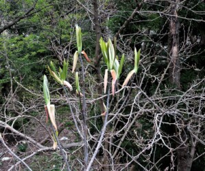 芽吹きのホオノキ