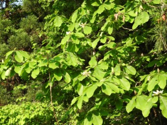 ホオノキの葉と花