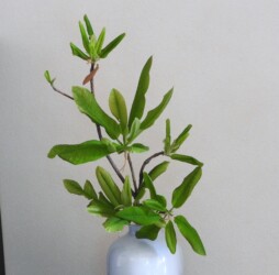 かびんのホオノキ