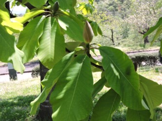 ホオノキの蕾と花