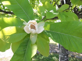 ホオノキの蕾と花