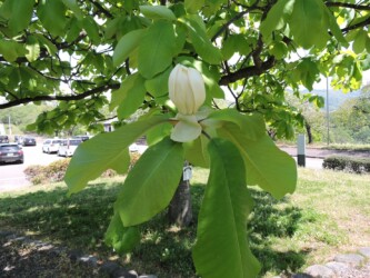 ホオノキの蕾と花