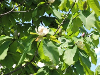 ホオノキの蕾と花