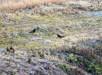 ①向き合うツグミ