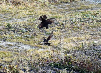 ③襲いかかるツグミ