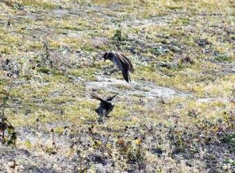 ⑤また飛び上がって攻撃