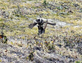 ⑥飛びかかるツグミ