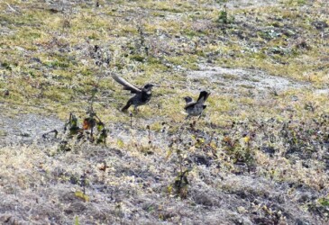 ⑦また向き合うツグミ
